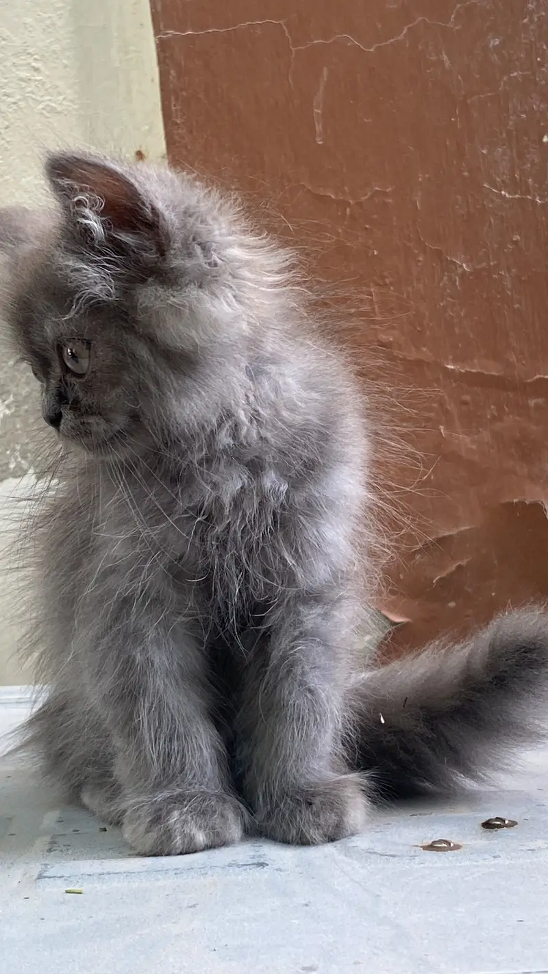 Triple coat Persian male kitten — photo 2
