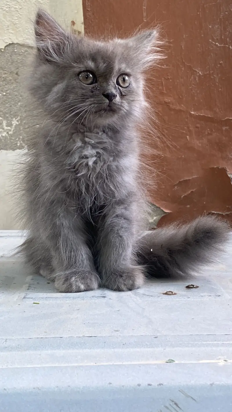 Triple coat Persian male kitten — photo 3