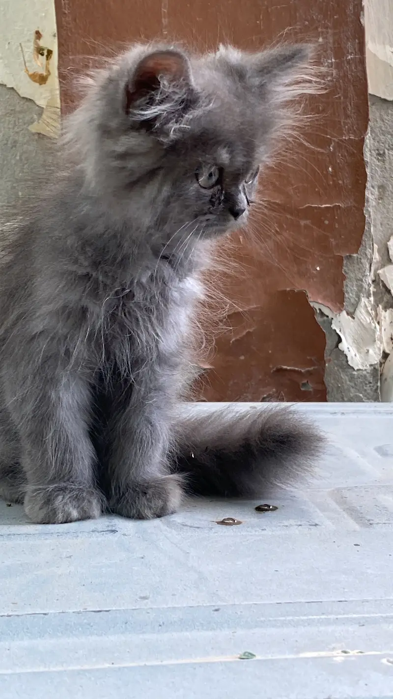 Triple coat Persian male kitten — photo 4