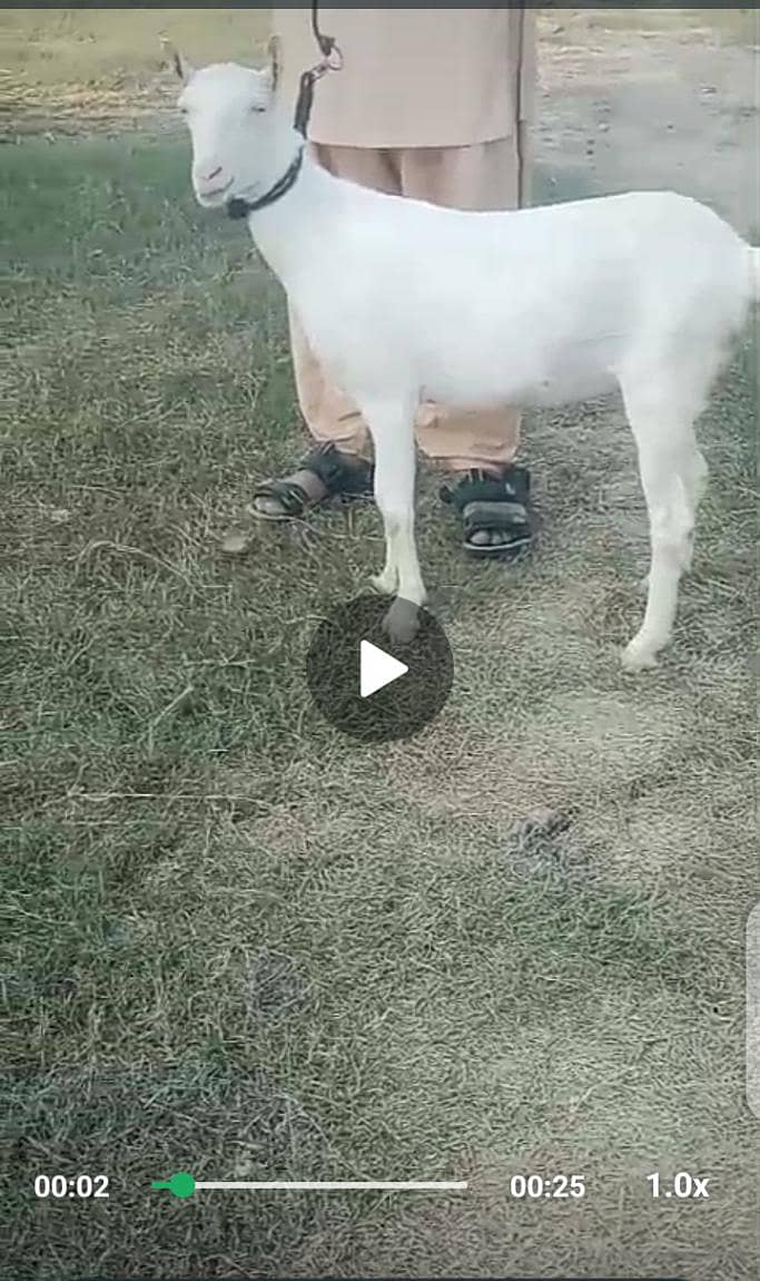 bakri 0