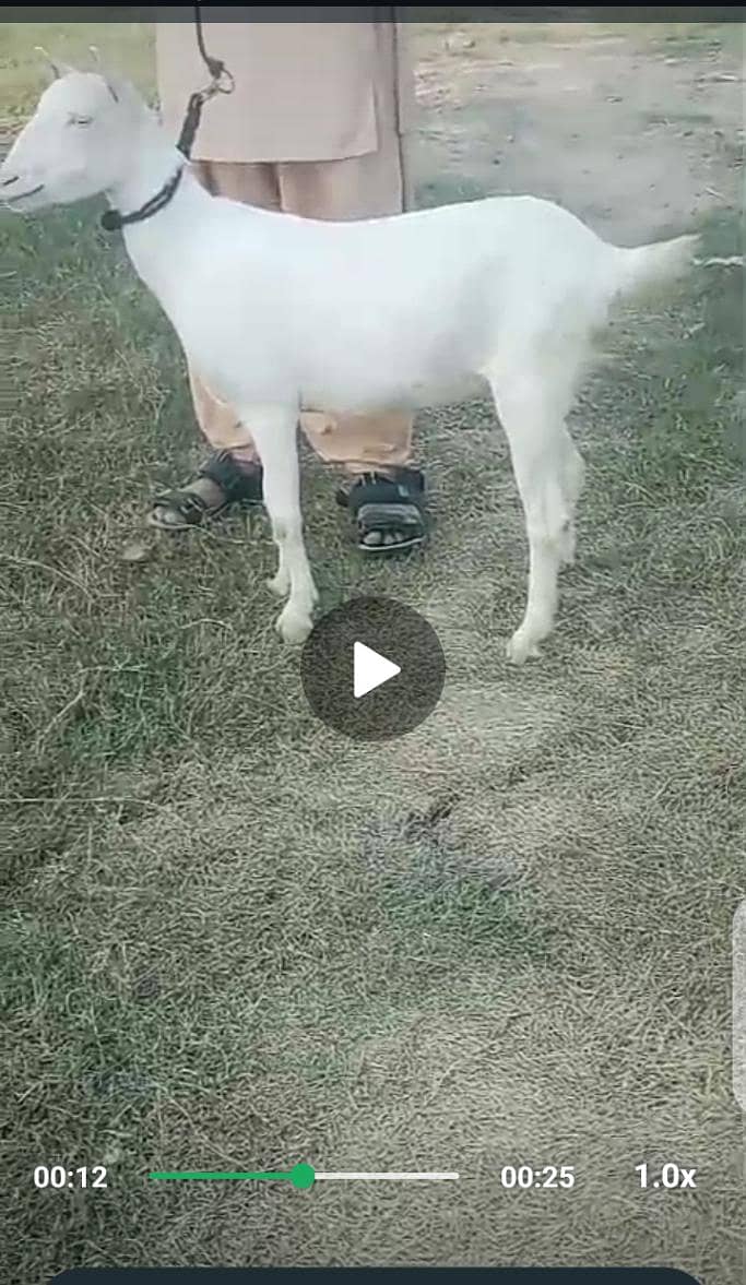 bakri 1