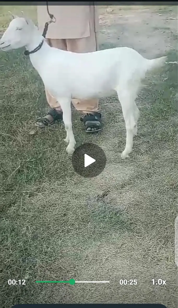 bakri — photo 2