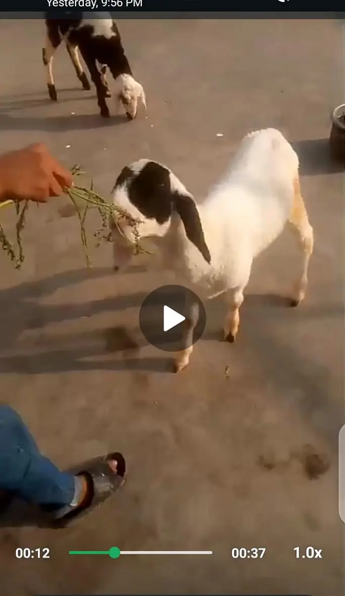 bakri — photo 3