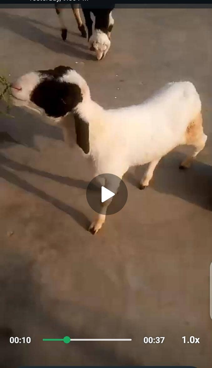 bakri 3