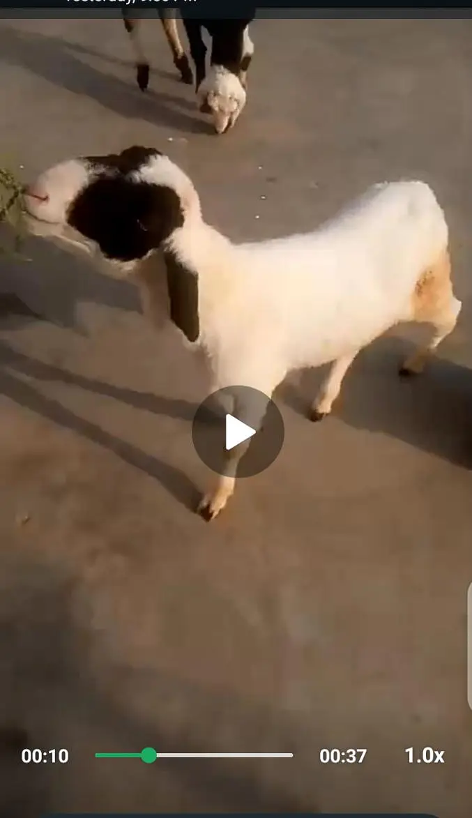 bakri — photo 4