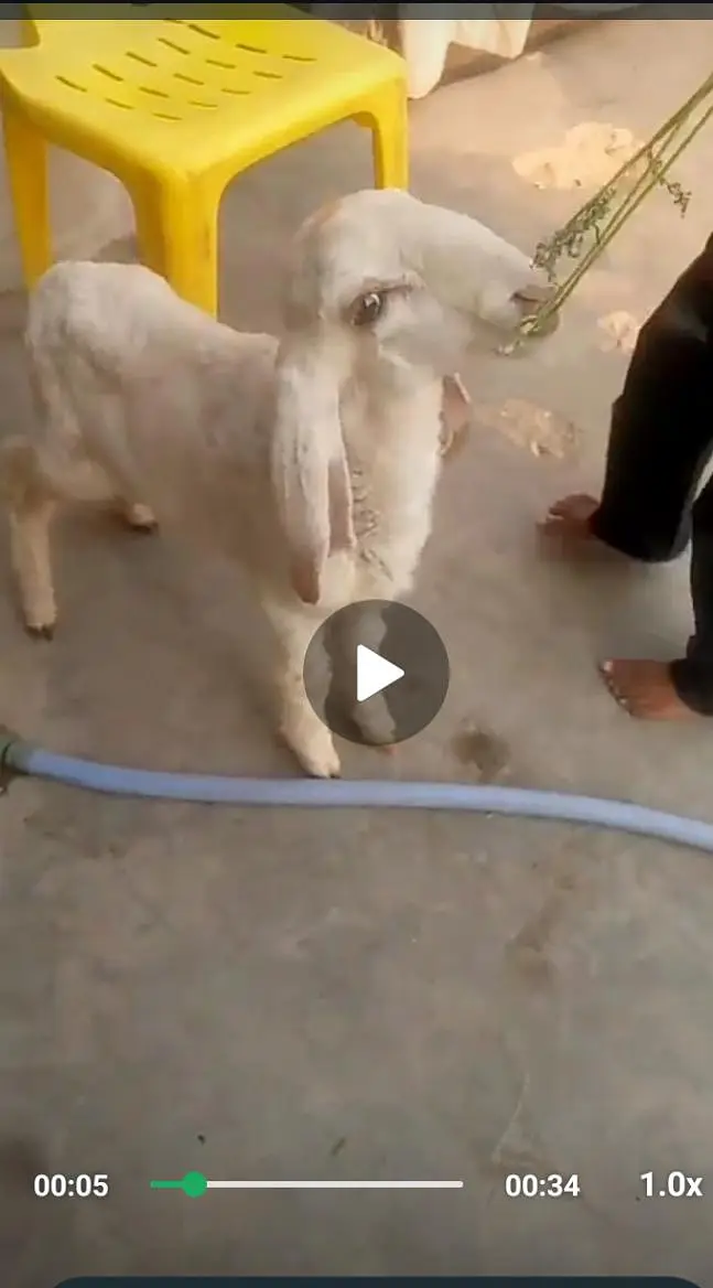 bakri — photo 5