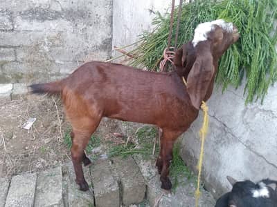 Betal Goat for sale