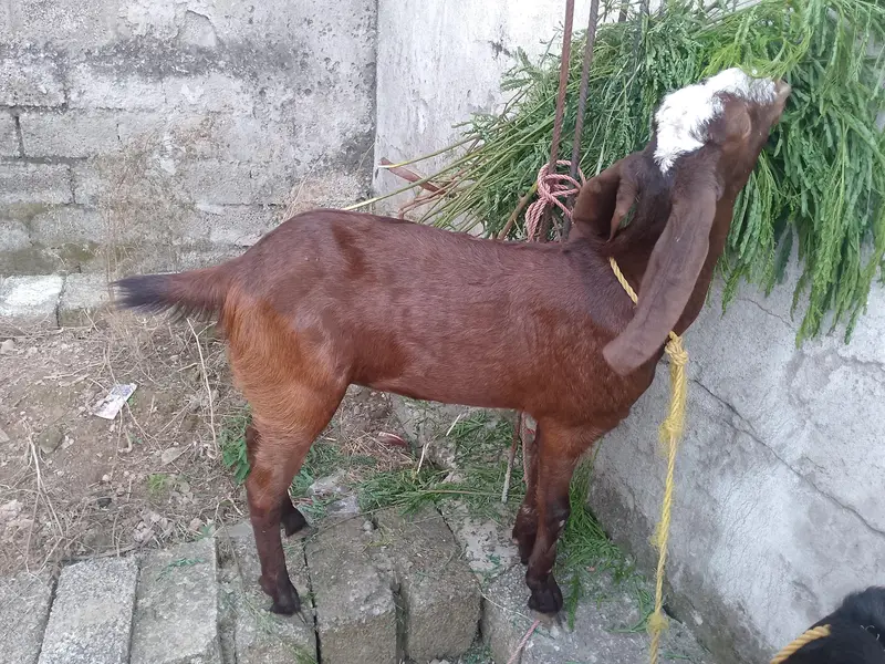 Betal Goat for sale — photo 2