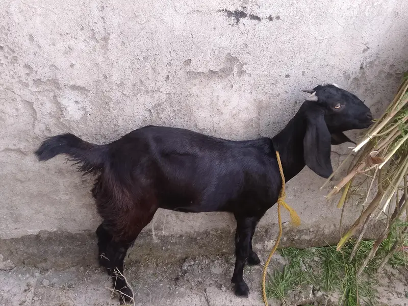 Betal Goat for sale — photo 3