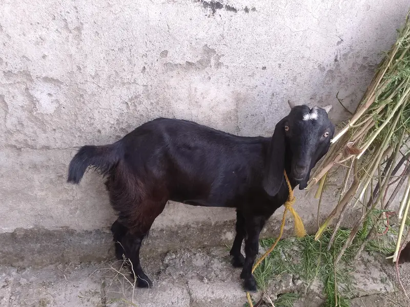 Betal Goat for sale — photo 4