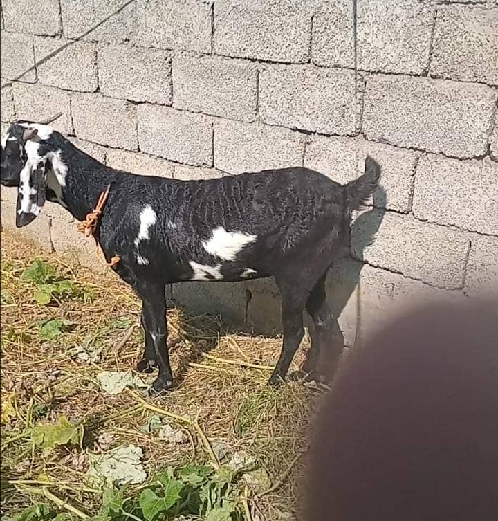 گھبن کراس نسل بکری فارسیل 0