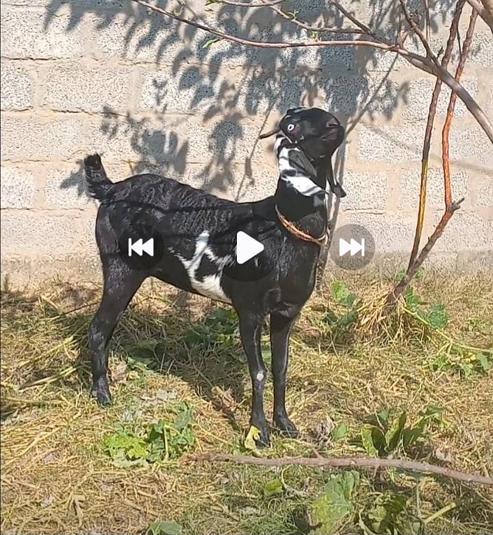 گھبن کراس نسل بکری فارسیل 1