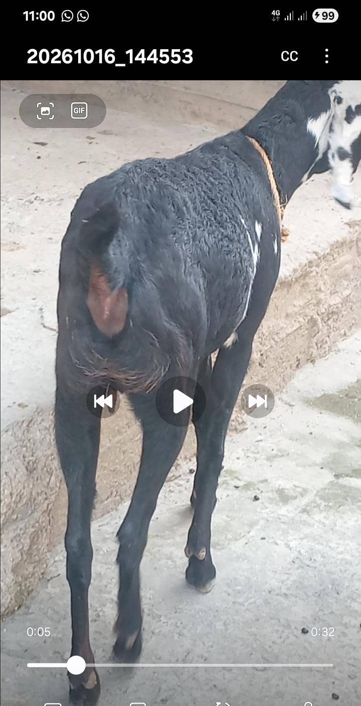 گھبن کراس نسل بکری فارسیل 2