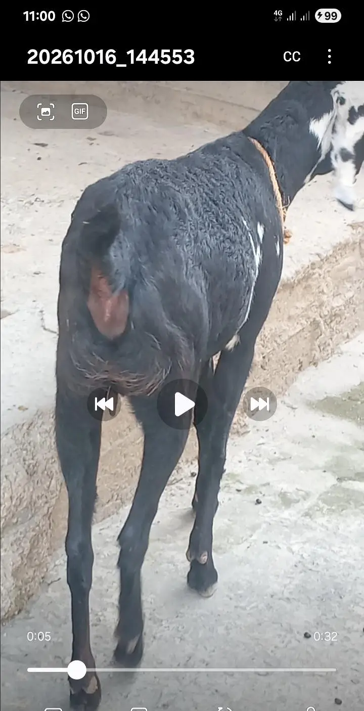 گھبن کراس نسل بکری فارسیل — photo 3