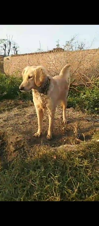Golden Retriever Female