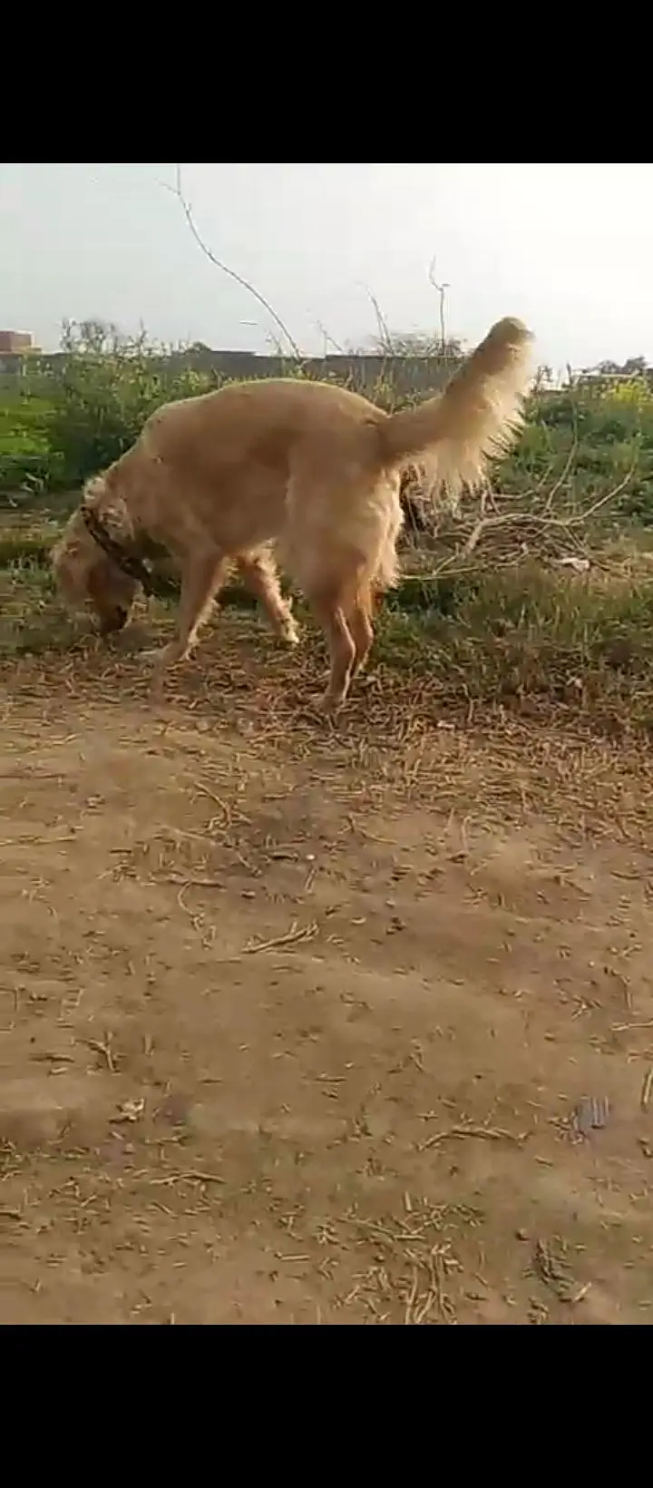 Golden Retriever Female — photo 2