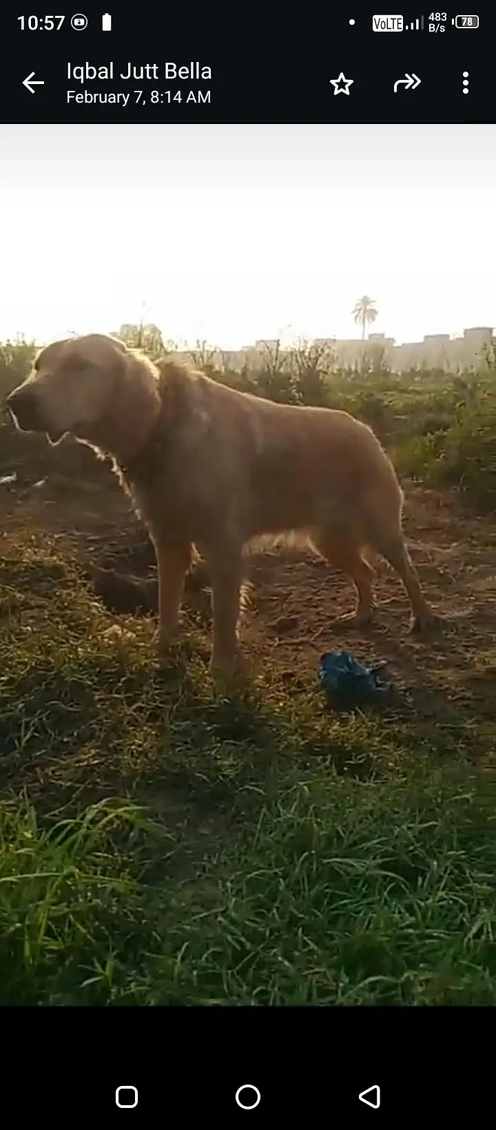 Golden Retriever Female — photo 3