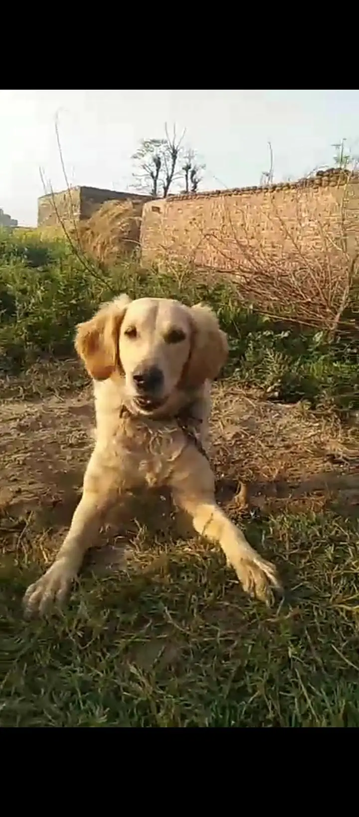 Golden Retriever Female — photo 4
