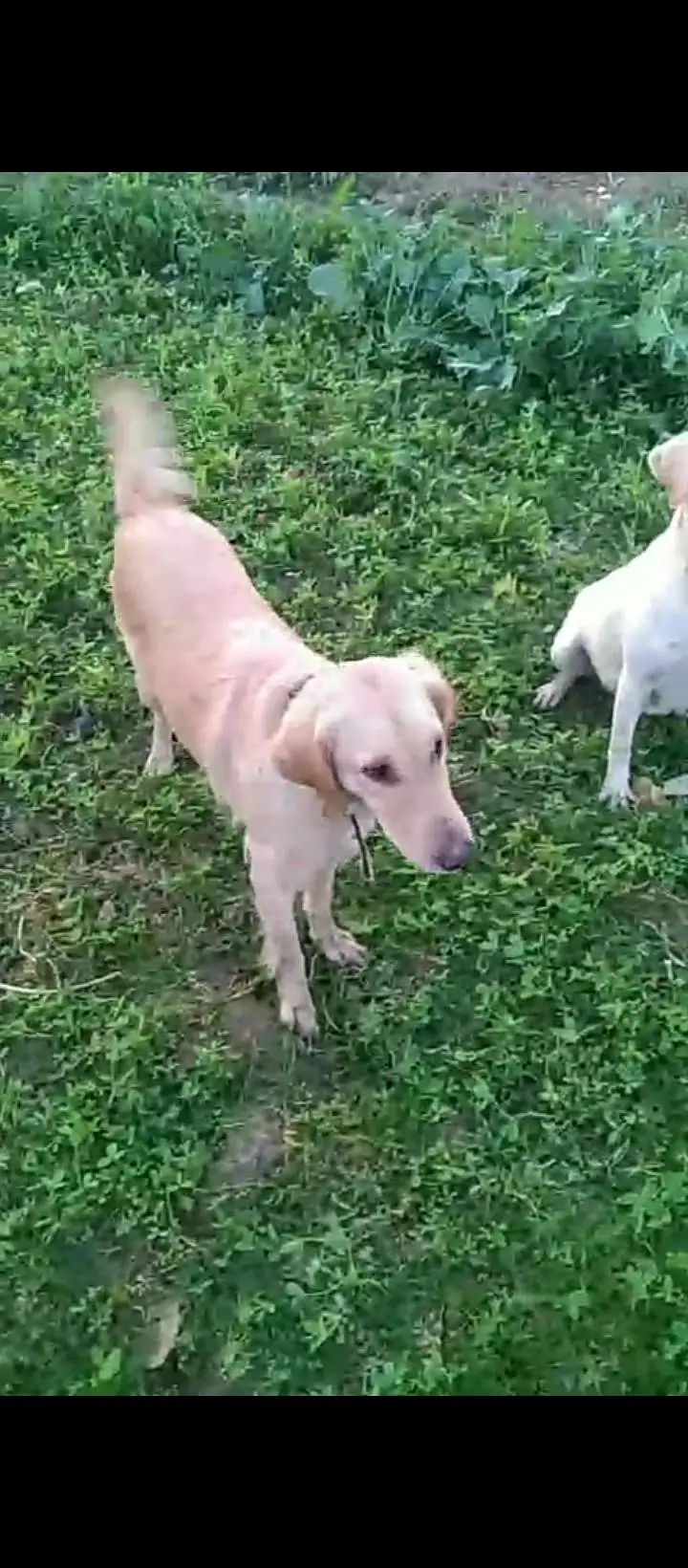 Golden Retriever Female — photo 5
