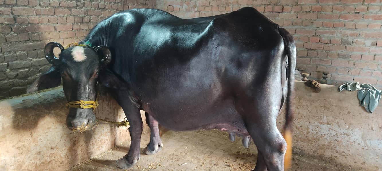 لیٹر دودھ دینے والی بھینس بمعہ کٹی فروخت کے لیے دستیاب17 1