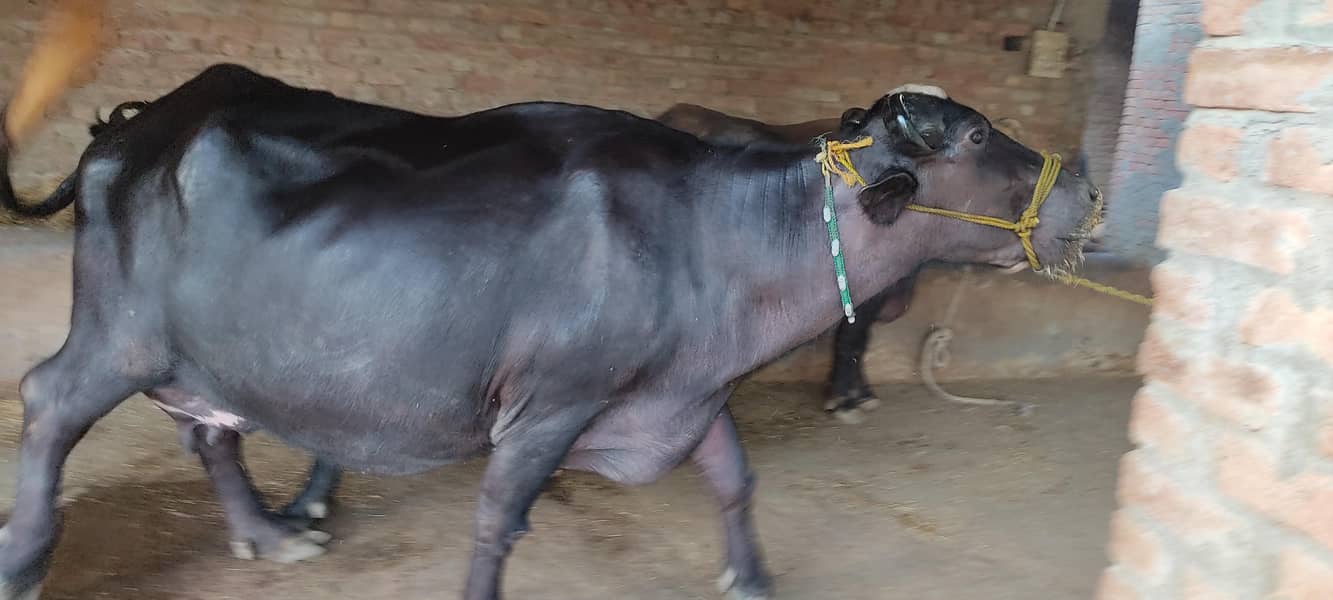 لیٹر دودھ دینے والی بھینس بمعہ کٹی فروخت کے لیے دستیاب17 2