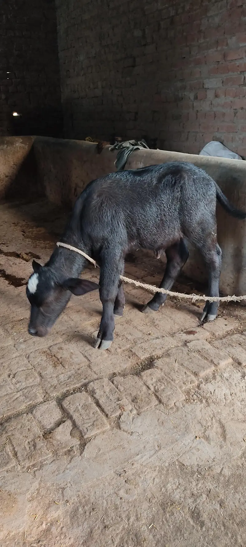 لیٹر دودھ دینے والی بھینس بمعہ کٹی فروخت کے لیے دستیاب17 — photo 4