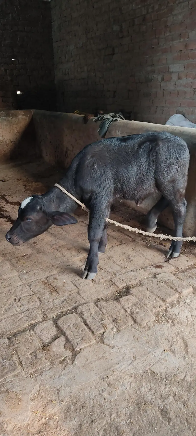 لیٹر دودھ دینے والی بھینس بمعہ کٹی فروخت کے لیے دستیاب17 — photo 5
