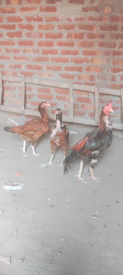 aseel Andy dyny Waly