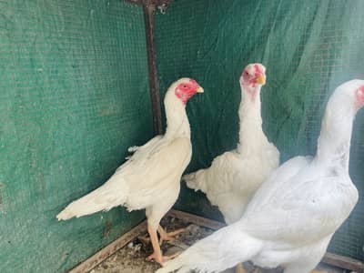 Aseel White Shamoo hens