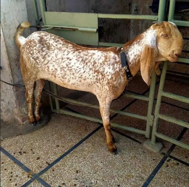 Makhi Cheeni Path for Urgent Sale | Healthy & Active — photo 2