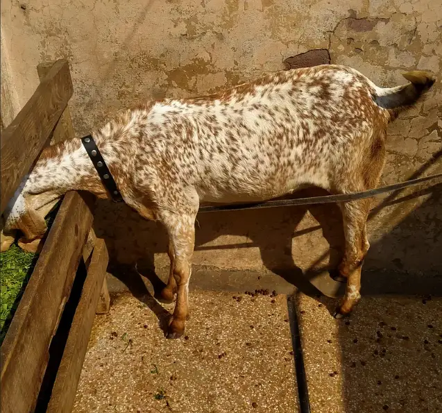 Makhi Cheeni Path for Urgent Sale | Healthy & Active — photo 4