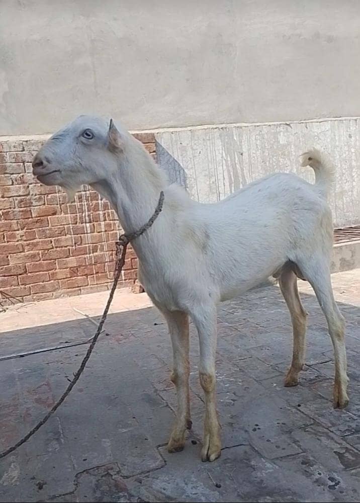 گلابی ٹیڈا فار سیل03219551335 0