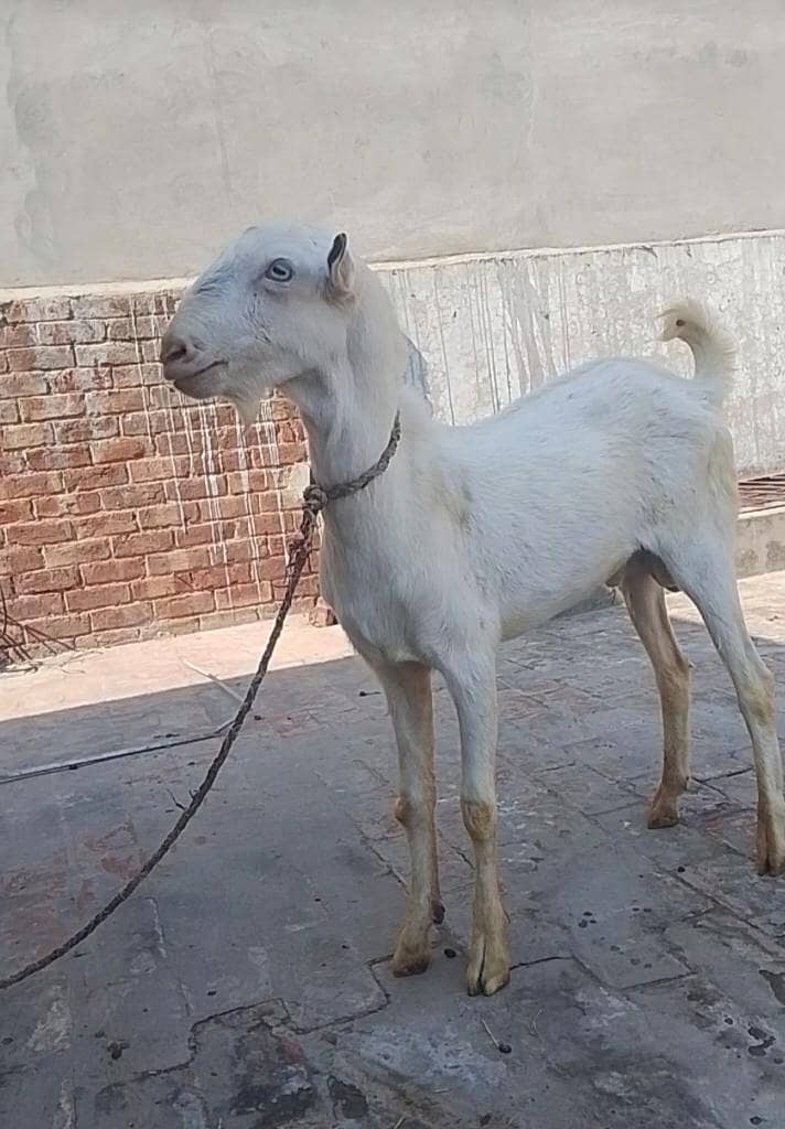 گلابی ٹیڈا فار سیل03219551335 1