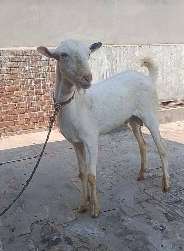 گلابی ٹیڈا فار سیل03219551335 2