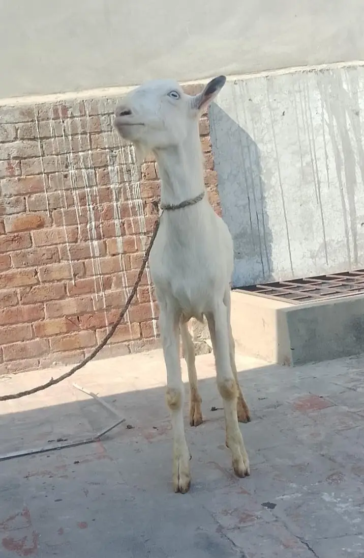 گلابی ٹیڈا فار سیل03219551335 — photo 4