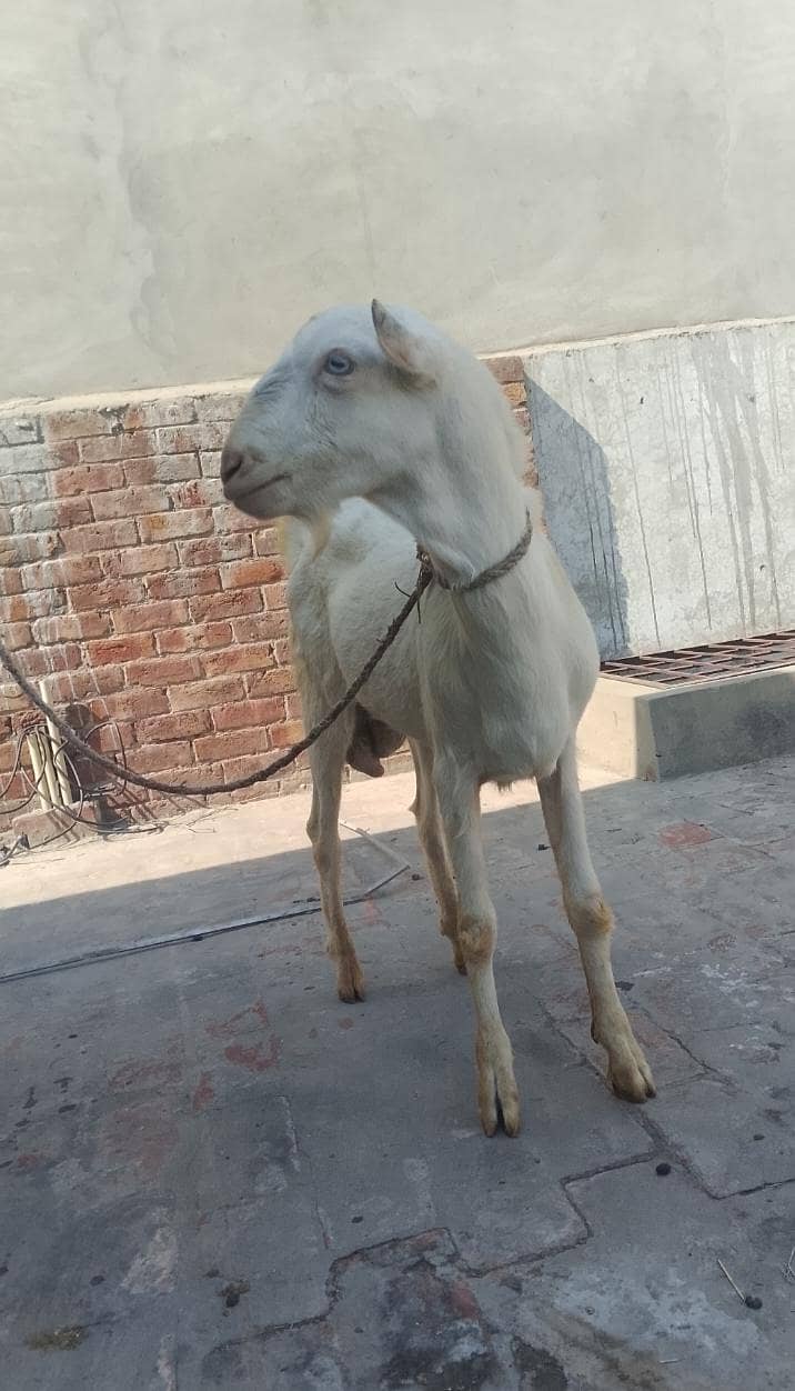 گلابی ٹیڈا فار سیل03219551335 4