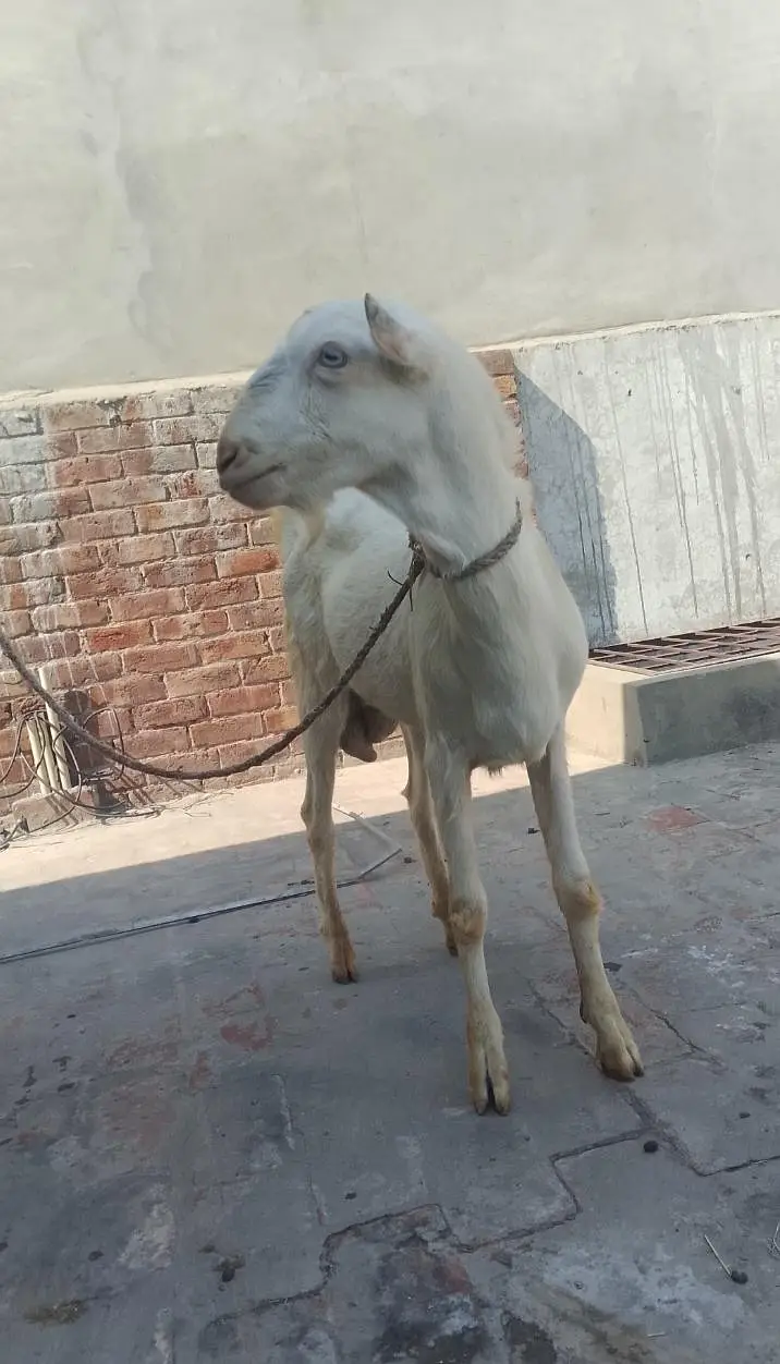 گلابی ٹیڈا فار سیل03219551335 — photo 5