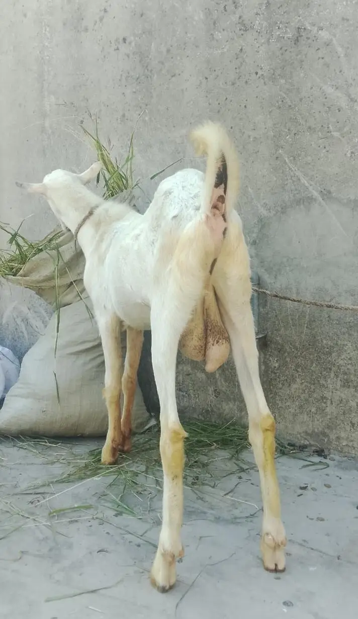 گلابی ٹیڈا فار سیل03219551335 — photo 6