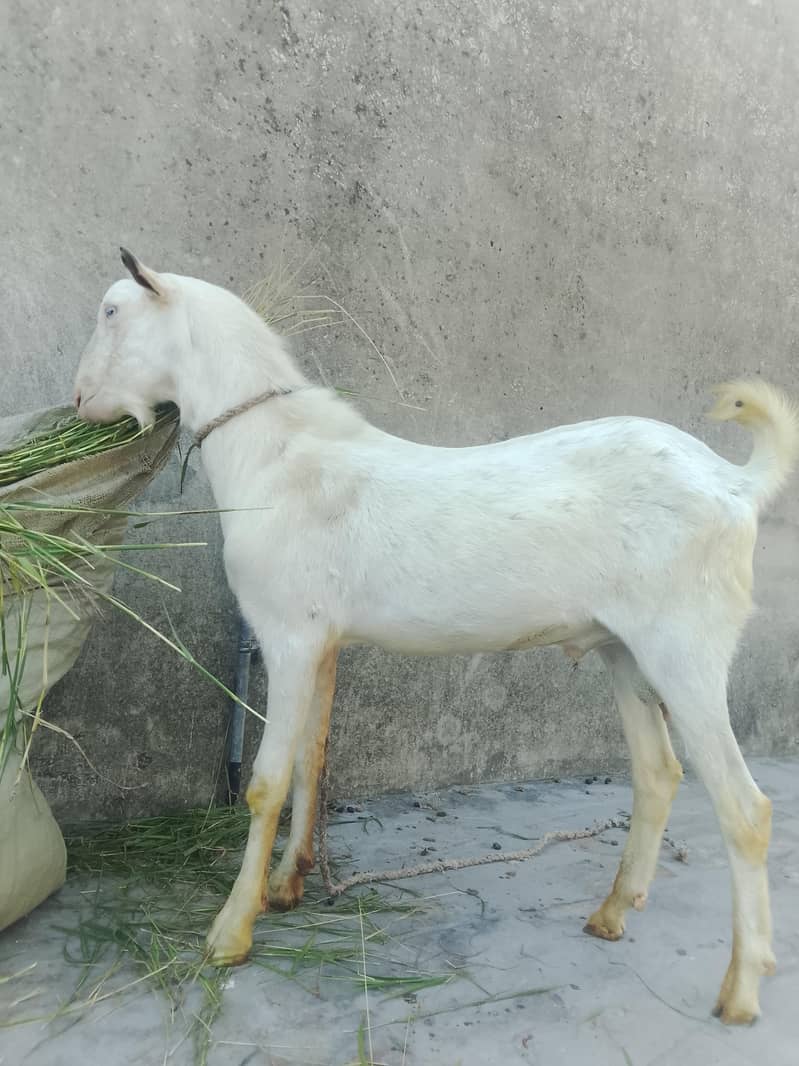 گلابی ٹیڈا فار سیل03219551335 6