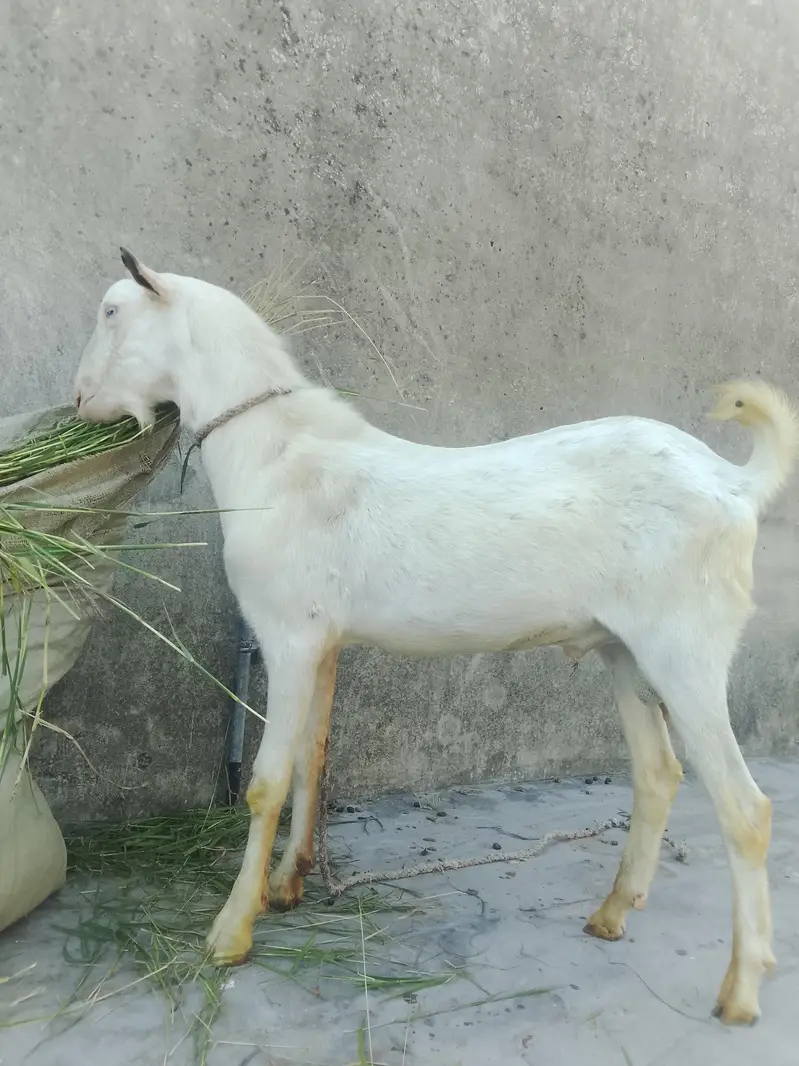 گلابی ٹیڈا فار سیل03219551335 — photo 7