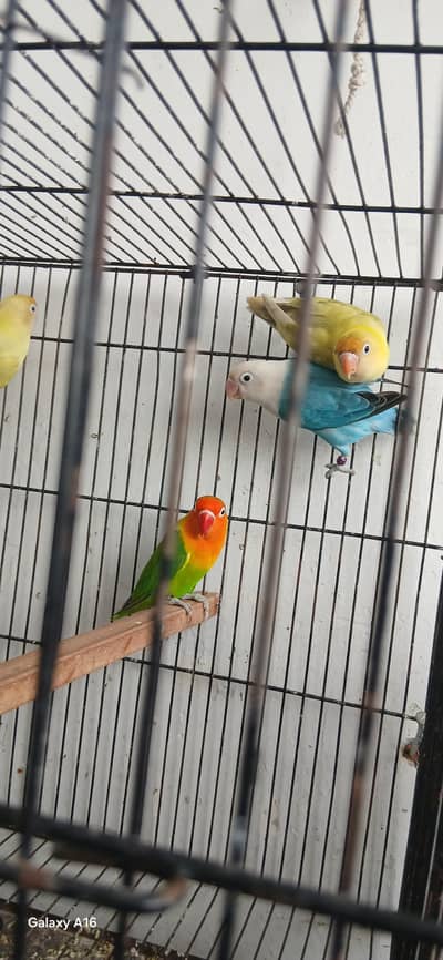 love birds ready to breed