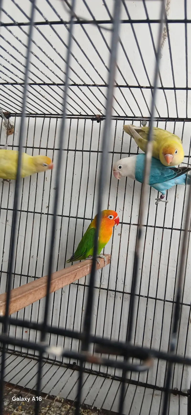 love birds ready to breed — photo 2