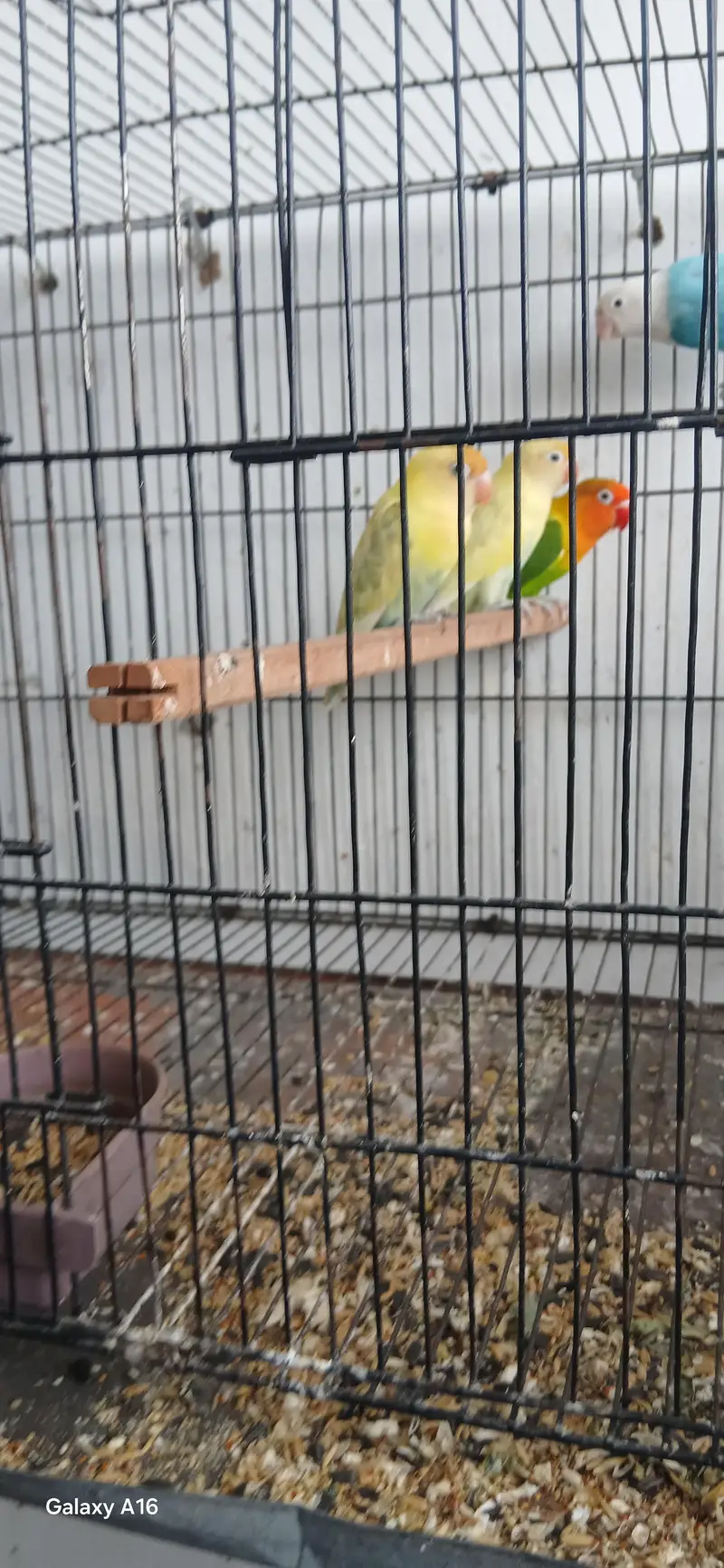 love birds ready to breed — photo 3