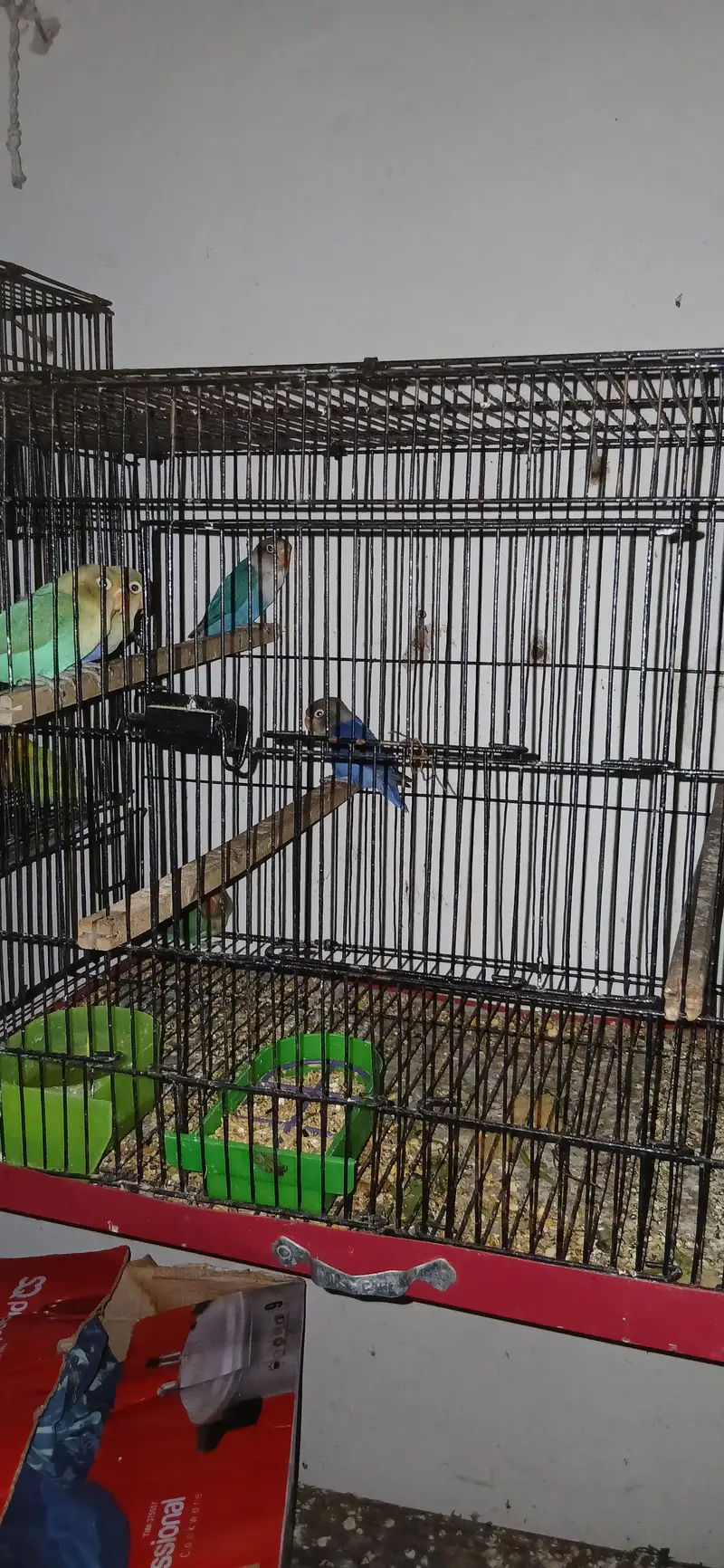 love birds ready to breed — photo 4