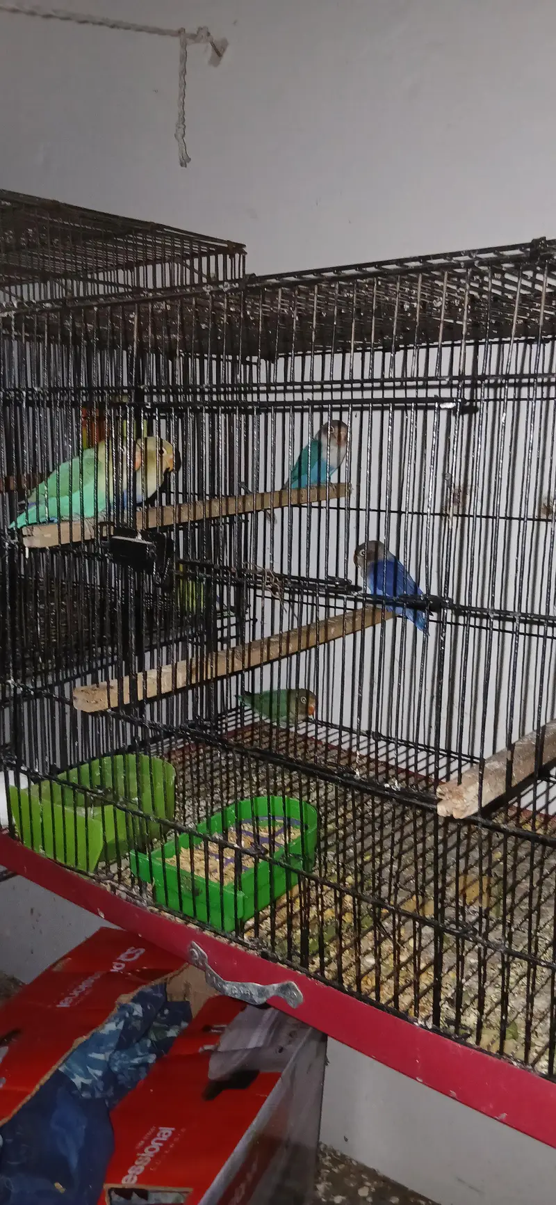 love birds ready to breed — photo 5