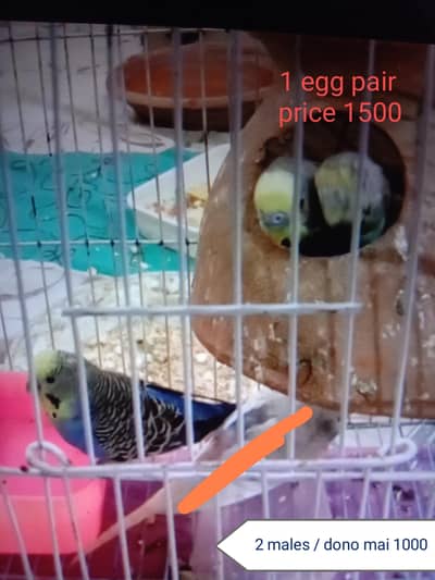 budgie 1 egg pair