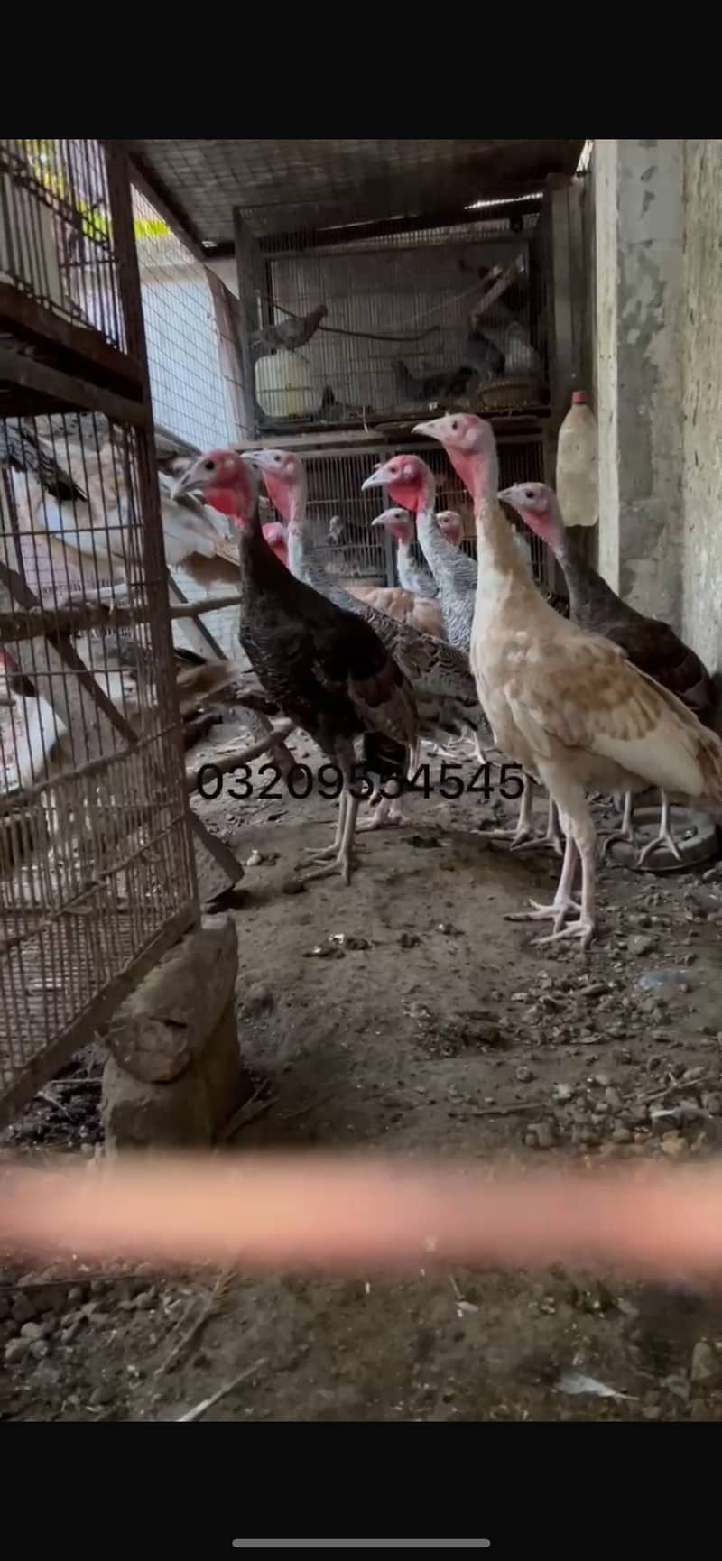 Turkey pairs 0