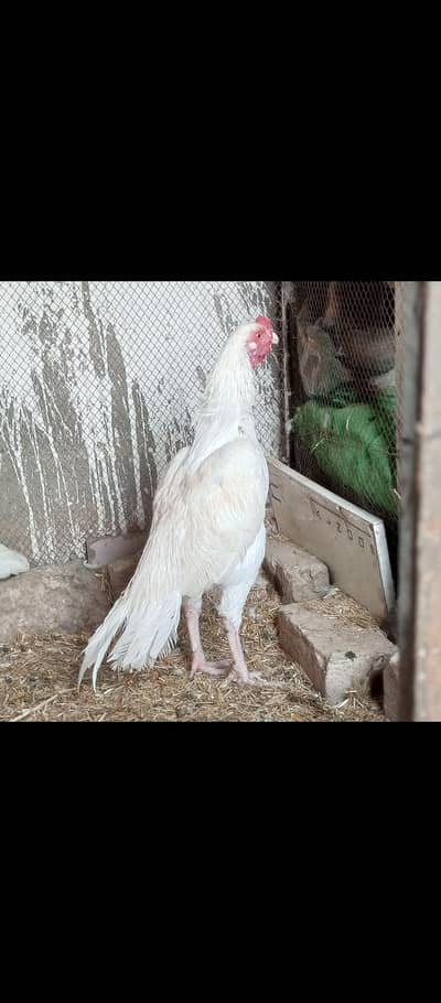 Heera chicks paper white