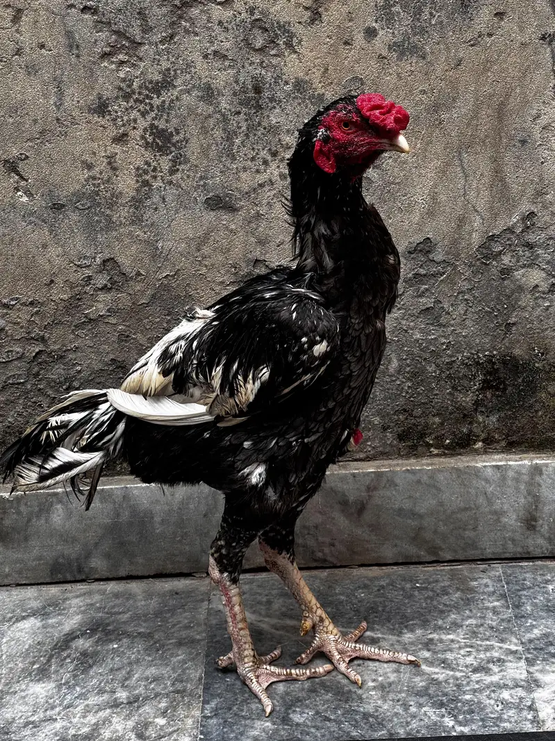 aseel mian wali — photo 2