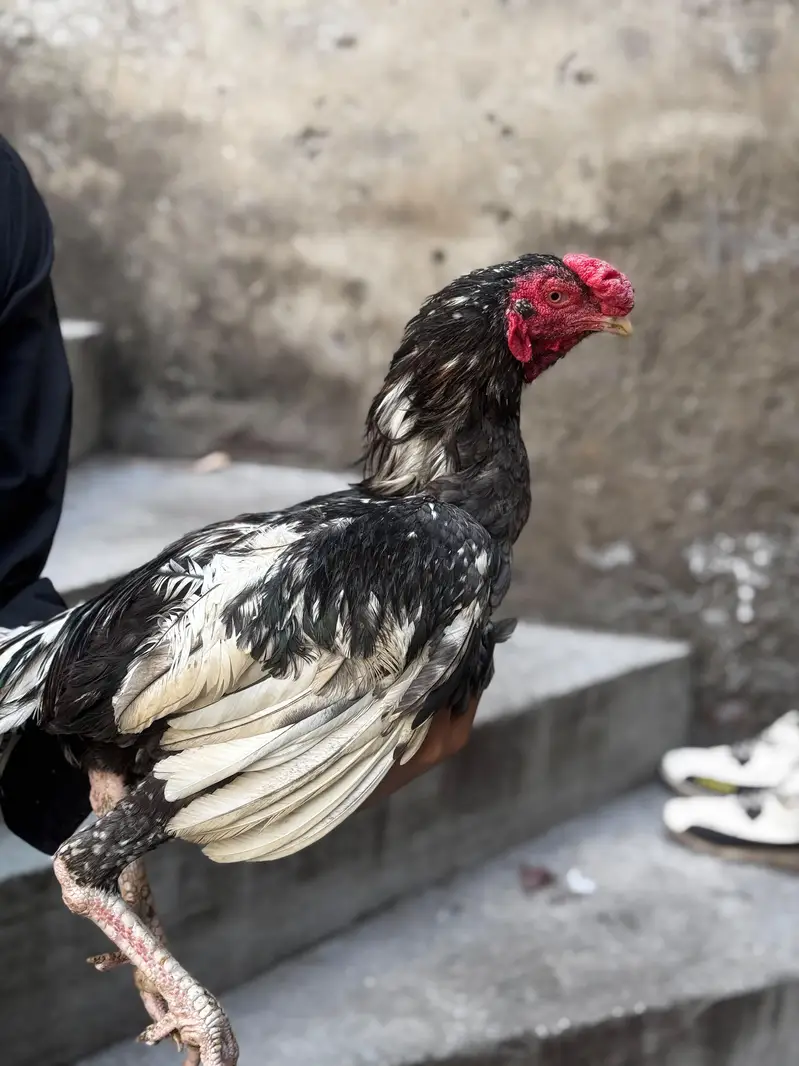 aseel mian wali — photo 8